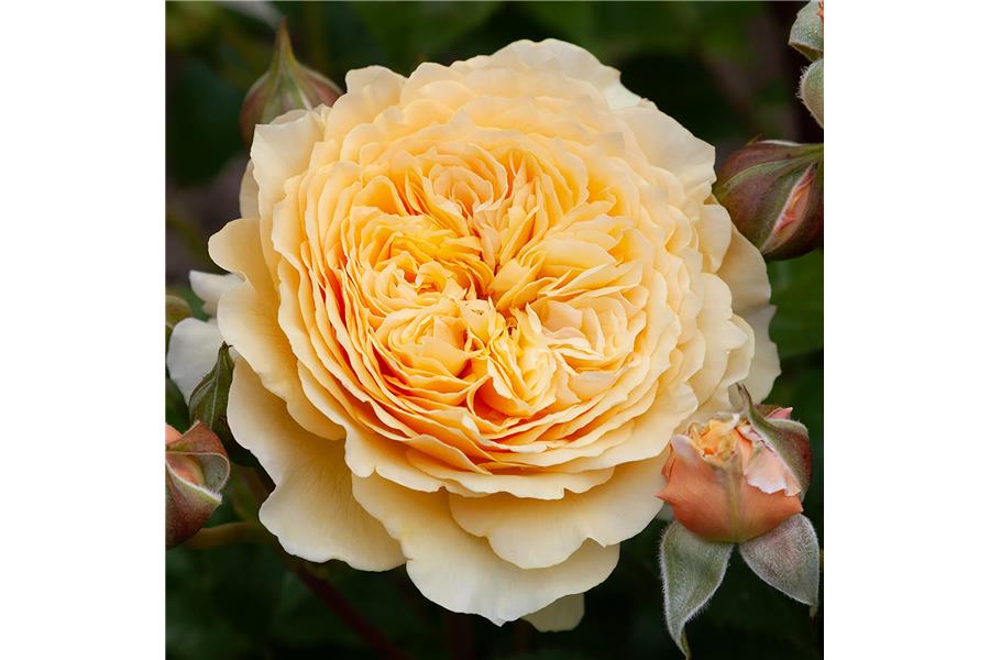 FLORIBUNDA